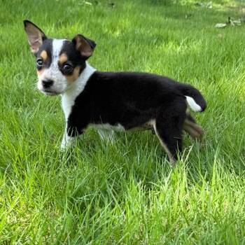 Maddox -  Australian Cattle Dog Blue Heeler Dog for Adoption in Little Rock, Arkansas - Maddox | PetCurious