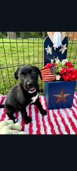 Liberty (Sciotoville 7 6) -  Welsh Springer Spaniel and German Shepherd Dog Dog for Adoption in Lewis Center, Ohio - Liberty (Sciotoville 7 6) | PetCurious