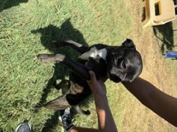 Jake -  Dachshund and Chihuahua Dog for Adoption in Garland, Texas - Jake | PetCurious