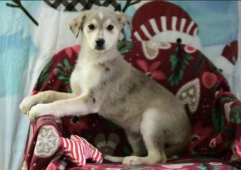 Mixed Breed Dogs Available for Adoption in Cheektowaga, New York - Koda | PetCurious