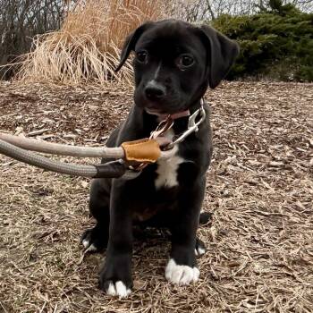 Labrador Retriever Dogs Available for Adoption - Sienna | PetCurious