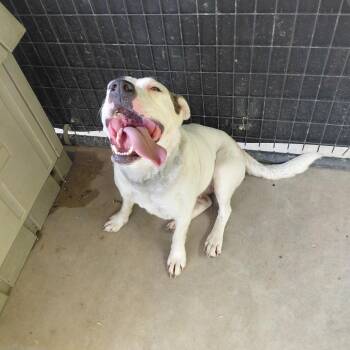 Yancy -  Mixed Breed Dog for Adoption in Henderson, Kentucky - Yancy | PetCurious