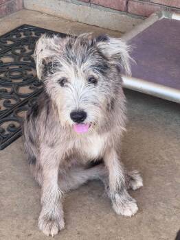 Baylee in NH Meet our Adoptable Dogs Wed-Sat at Open House -  Schnauzer and Poodle Dog for Adoption in Manchester, New Hampshire - Baylee In NH Meet Our Adoptable Dogs Wed-Sat At Open House | PetCurious