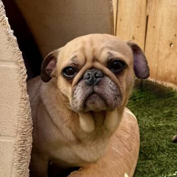 French Bulldog Dogs Available for Adoption in Los Angeles, California - Gordo | PetCurious