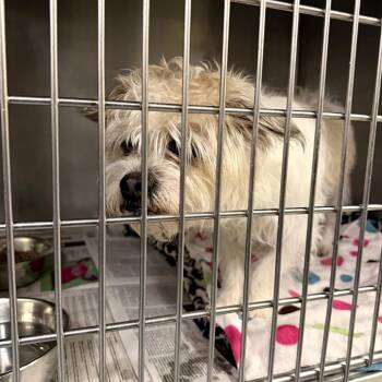 Terrier Dogs Available for Adoption in Northbrook, Illinois - Jack Blues Bieber | PetCurious
