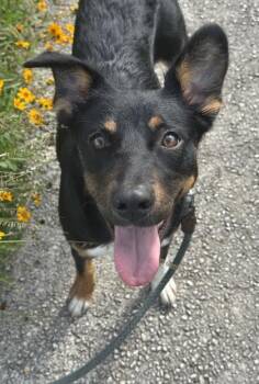 Shepherd and Mixed Breed Dogs Available for Adoption in San Antonio, Texas - Totoro | PetCurious
