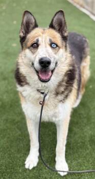 Camila -  German Shepherd Dog and Husky Dog for Adoption in Petaluma, California - Camila | PetCurious