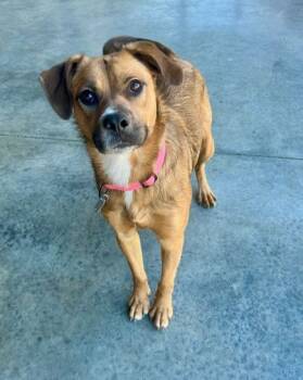 Rescue Boxer and Retriever Dogs for Adoption in Mocksville, North Carolina - Nova | PetCurious