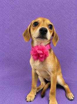 Annie -  Beagle Dog for Adoption in Lodi, California - Annie | PetCurious