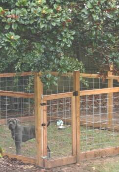 Keiko -  Cane Corso Dog for Adoption in Hokes Bluff, Alabama - Keiko | PetCurious