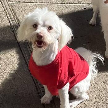 Harris -  Maltese and Mixed Breed Dog for Adoption in Las Vegas, Nevada - Harris | PetCurious