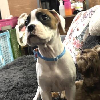 Boxer and Mixed Breed Dogs Available for Adoption - Zalitoria | PetCurious
