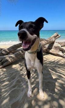 Manta -  Border Collie and Greyhound Dog for Adoption in Ramona, California - Manta | PetCurious