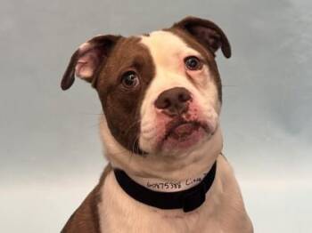 Little Dude -  Pit Bull Terrier and Mixed Breed Dog for Adoption in Golden Valley, Minnesota - Little Dude | PetCurious