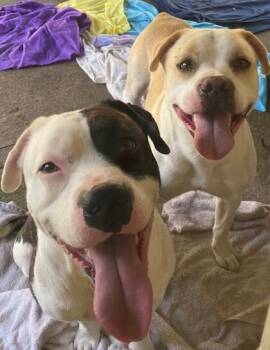 American Staffordshire Terrier and Mixed Breed Dogs Available for Adoption in Houston, Texas - Clive | PetCurious