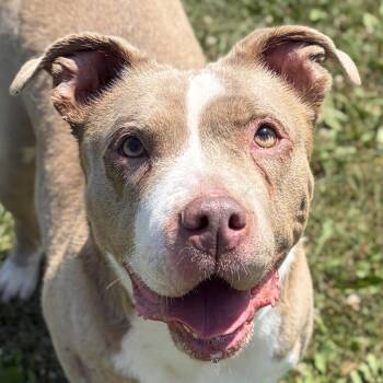 Judy -  Pit Bull Terrier Dog for Adoption in Jefferson, Wisconsin - Judy | PetCurious