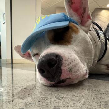 Mixed Breed Dogs Available for Adoption - Wesley | PetCurious