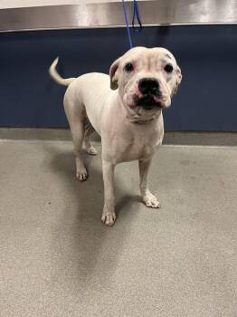 Rescue American Bulldog Dogs for Adoption in Doral, Florida - ROXY | PetCurious