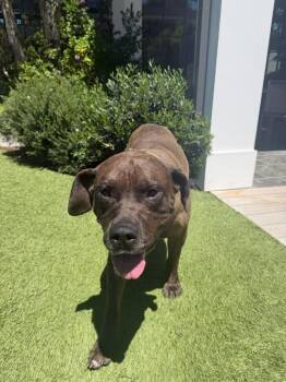 Cane Corso Dogs Available for Adoption in Manhattan Beach, California - Oak | PetCurious