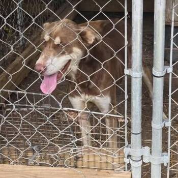 Kodi -  Husky Dog for Adoption in Washington, District Of Columbia - Kodi | PetCurious