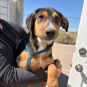 Bud -  Black Labrador Retriever and Rottweiler Dog for Adoption in Bernalillo, New Mexico - Bud | PetCurious