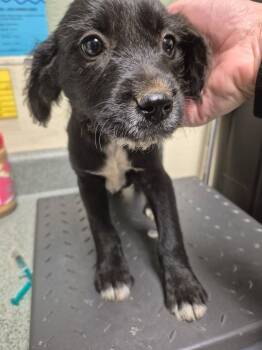 Mixed Breed Dogs Available for Adoption in Ellijay, Georgia - Glade | PetCurious