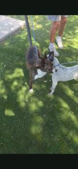 Athena -  Pit Bull Terrier Dog for Adoption in Tacoma, Washington - Athena | PetCurious