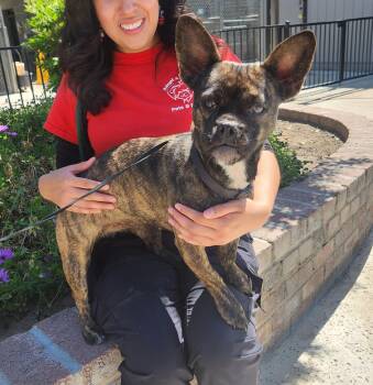 Pug and Chihuahua Dogs Available for Adoption - Cookie | PetCurious