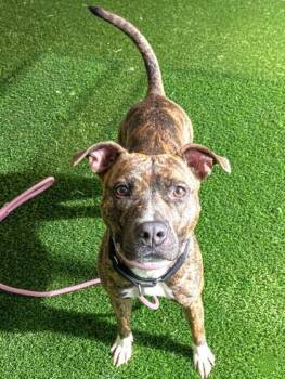 Ariel -  Mixed Breed Dog for Adoption in West Chester, Pennsylvania - Ariel | PetCurious