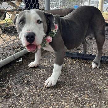 Rescue American Staffordshire Terrier Dogs for Adoption in Pittsburgh, Pennsylvania - Freya | PetCurious