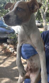 Rescue Pit Bull Terrier Dogs for Adoption in Mobile, Alabama - Scarecrow | PetCurious