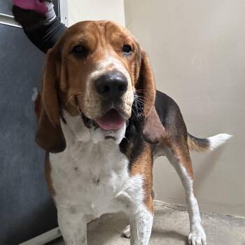 Ryder - Chino Hills Location -  Coonhound and Basset Hound Dog for Adoption in Chino Hills, California - Ryder - Chino Hills Location | PetCurious