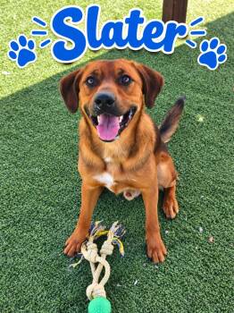 Slater -  Shepherd Dog for Adoption in Truth Or Consequences, New Mexico - Slater | PetCurious