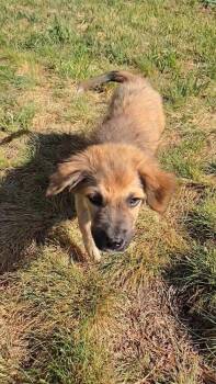 Klein -  Corgi and Australian Shepherd Dog for Adoption in Evergreen, Colorado - Klein | PetCurious