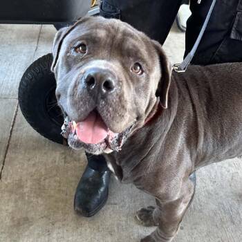 Labron -  Cane Corso Dog for Adoption in Hinesville, Georgia - Labron | PetCurious