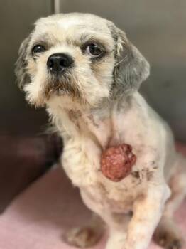 SQUID -  Maltese Dog for Adoption in Riverside, California - SQUID | PetCurious