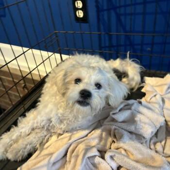 Ray -  Maltese and Standard Poodle Dog for Adoption in Smithfield, North Carolina - Ray | PetCurious