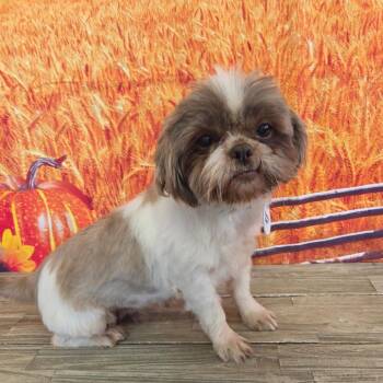Tootsie Pop -  Shih Tzu Dog for Adoption in Normal, Illinois - Tootsie Pop | PetCurious
