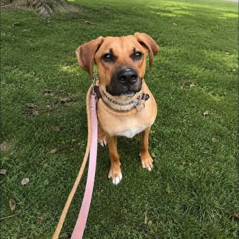 Scooby -  Mixed Breed Dog for Adoption in Warren, Ohio - Scooby | PetCurious