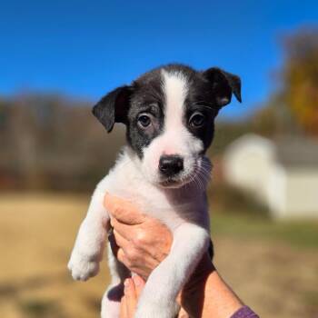 CT Hammerhead Bat avil Oct 31 -  Australian Cattle Dog Blue Heeler and Labrador Retriever Dog for Adoption in Stormville, New York - CT Hammerhead Bat Avil Oct 31 | PetCurious