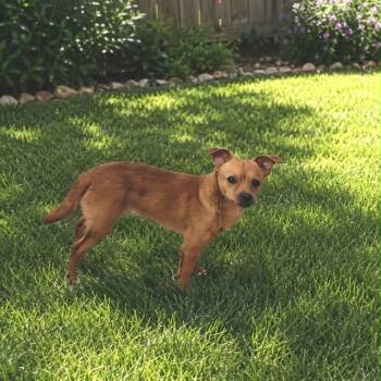 Chihuahua Dogs Available for Adoption in Justin, Texas - Big Papa  | PetCurious