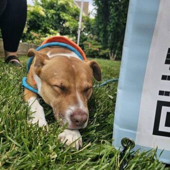 Peaches -  Pit Bull Terrier and Mixed Breed Dog for Adoption in Hamden, Connecticut - Peaches | PetCurious