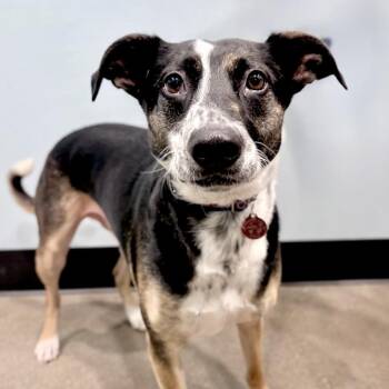 Mixed Breed Dogs Available for Adoption - Conway | PetCurious
