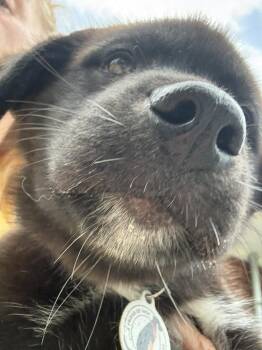 Grizz -  Shepherd Dog for Adoption in Denver, Colorado - Grizz | PetCurious