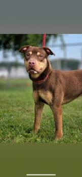Gunner -  Pit Bull Terrier Dog for Adoption in Huntington, Indiana - Gunner | PetCurious