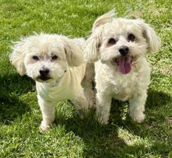 Maltese and Mixed Breed Dogs Available for Adoption in Malvern, Pennsylvania - Gatsby | PetCurious