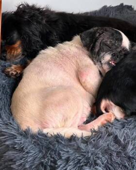 Gremie -  Pug and Chihuahua Dog for Adoption in Richmond, Kentucky - Gremie | PetCurious