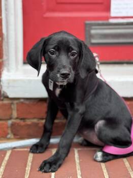 Tootsie Roll -  Hound and Yellow Labrador Retriever Dog for Adoption in Columbia, Maryland - Tootsie Roll | PetCurious