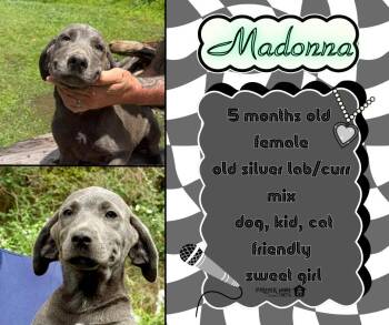 Labrador Retriever and Black Mouth Cur Dogs Available for Adoption in Lumberton, Texas - Madonna | PetCurious