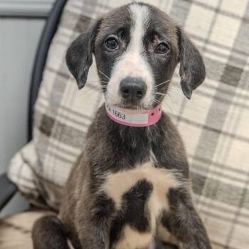 Ashoka Tano -  Labrador Retriever and Collie Dog for Adoption in Pawling, New York - Ashoka Tano | PetCurious